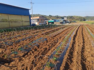 오이8898황산면님의 고추 · 영농일지 작성글 사진