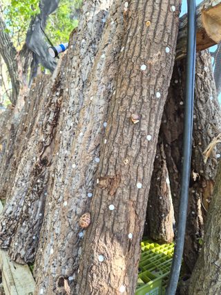 차재원님의 기타작물 · 영농일지 작성글 사진