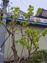 왕대추님의 작성글 사진