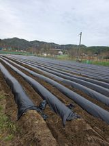 팜모닝 콩·영농일지 게시글 이미지