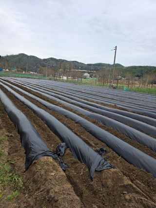 신호진님의 콩 · 영농일지 작성글 사진