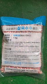 팜모닝 옥수수·영농일지 게시글 이미지