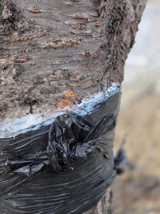 김용대님의 기타작물 · 영농일지 작성글 사진