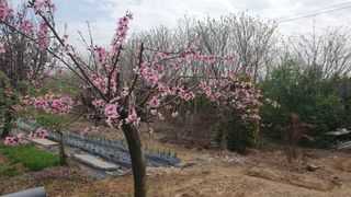 송완춘님의 파 · 영농일지 작성글 사진