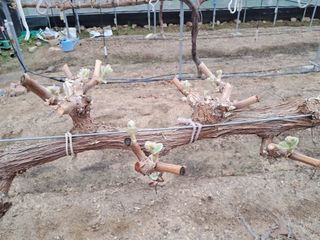 표고버섯18837님의 기타작물 · 영농일지 작성글 사진