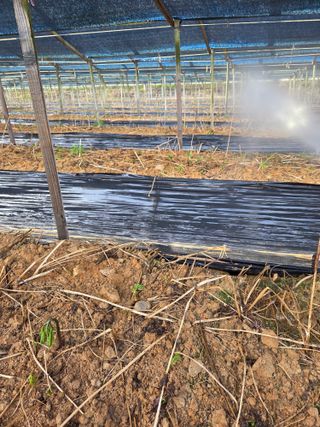 두릅나무9056님의 기타작물 · 영농일지 작성글 사진