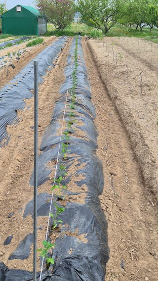 산수화풍님의 기타작물 · 영농일지 작성글 사진