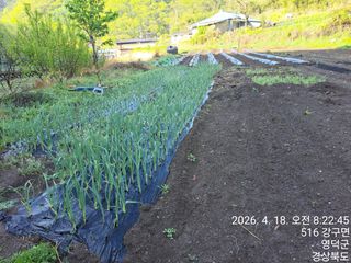 이말분님의 두릅 · 영농일지 작성글 사진