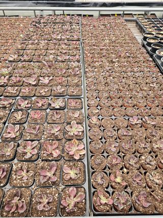 신상섭님의 기타작물 · 영농일지 작성글 사진