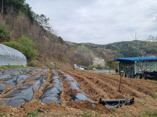 심기섭님의 기타작물 · 영농일지 작성글 사진