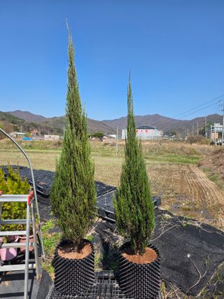 행복한나무농장님의 기타작물 · 영농일지 작성글 사진