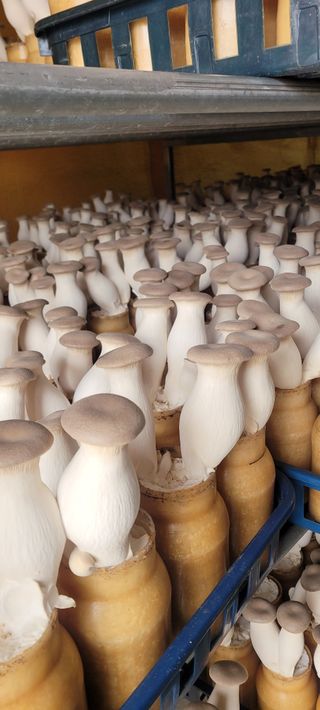 오●석님의 기타작물 · 영농일지 작성글 사진