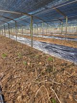 두릅나무9056님의 작성글 사진