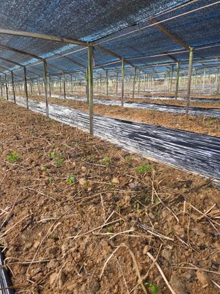 두릅나무9056님의 기타작물 · 영농일지 작성글 사진