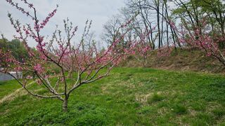 장정규님의 복숭아 · 영농일지 작성글 사진