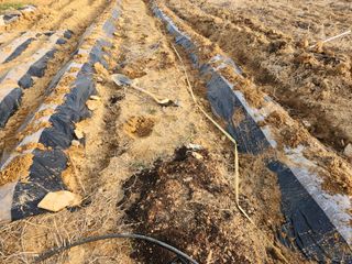 이승대님의 고추 · 영농일지 작성글 사진