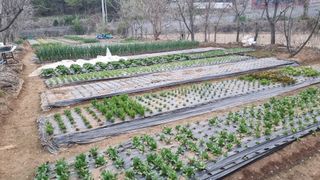 김지철님의 기타작물 · 영농일지 작성글 사진