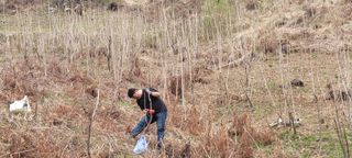 돈디아고(김덕수)님의 두릅 · 영농일지 작성글 사진