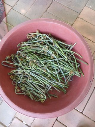 땅콩맘님의 기타작물 · 영농일지 작성글 사진