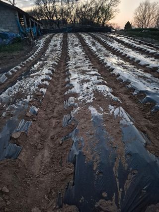김동수님의 참깨 · 영농일지 작성글 사진