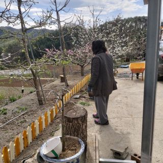 가로수님의 기타작물 · 영농일지 작성글 사진