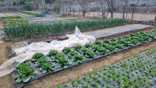 김지철님의 기타작물 · 영농일지 작성글 사진