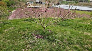 장정규님의 복숭아 · 영농일지 작성글 사진