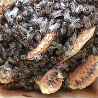 가로수님의 기타작물 · 영농일지 작성글 사진