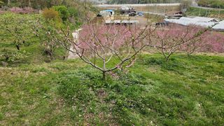 장정규님의 복숭아 · 영농일지 작성글 사진