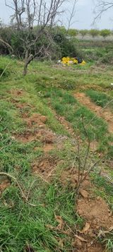 팜모닝 기타작물·영농일지 게시글 이미지