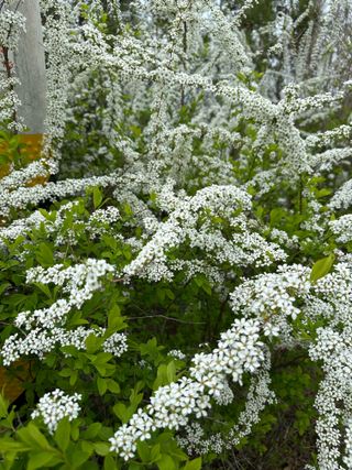 이익수님의 벼 · 영농일지 작성글 사진