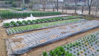 김지철님의 기타작물 · 영농일지 작성글 사진