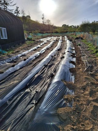 하중규(고추 재배)님의 고추 · 영농일지 작성글 사진