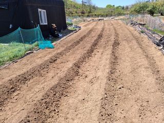 하중규(고추 재배)님의 고추 · 영농일지 작성글 사진