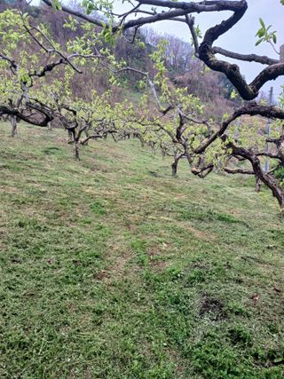 정성국님의 감 · 영농일지 작성글 사진