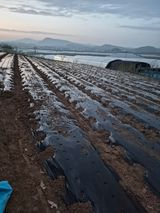 팜모닝 참깨·영농일지 게시글 이미지