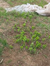 정조연님의 작성글 사진