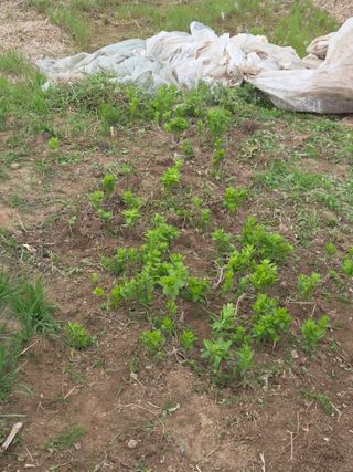 정조연님의 기타작물 · 영농일지 작성글 사진