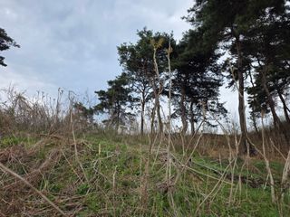 플러스밸류님의 두릅 · 영농일지 작성글 사진