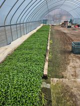 팜모닝 고추·영농일지 게시글 이미지