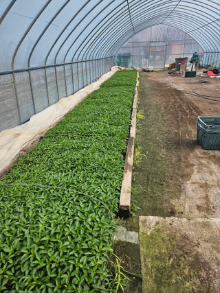 유제상님의 고추 · 영농일지 작성글 사진