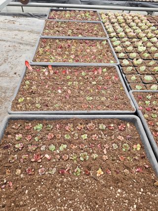 신상섭님의 기타작물 · 영농일지 작성글 사진