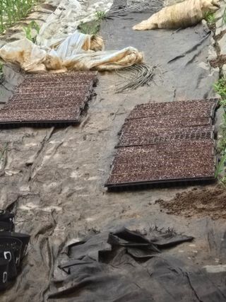 노아님의 참깨 · 영농일지 작성글 사진