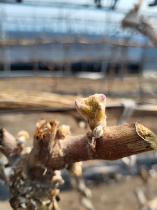 상주 한진학(달빛포님의 기타작물 · 영농일지 작성글 사진