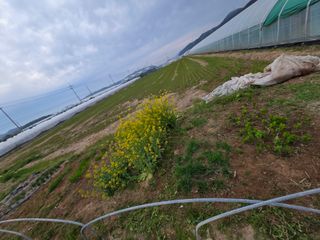 정조연님의 기타작물 · 영농일지 작성글 사진