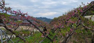 달맛햇복숭아농원님의 작성글 사진
