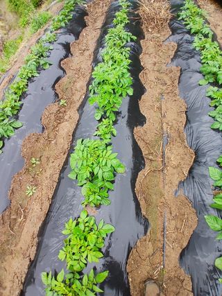 권헌석님의 감자 · 영농일지 작성글 사진