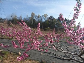 엄후남님의 복숭아 · 영농일지 작성글 사진