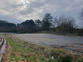 리치리치님의 기타작물 · 영농일지 작성글 사진
