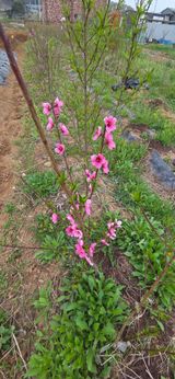 팜모닝 기타작물·영농일지 게시글 이미지